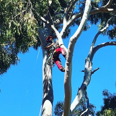Professional tree climbing