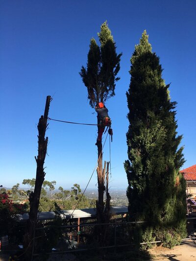 Professional tree climbing