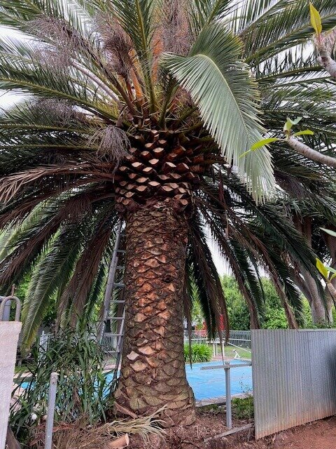 Confined space tree removal