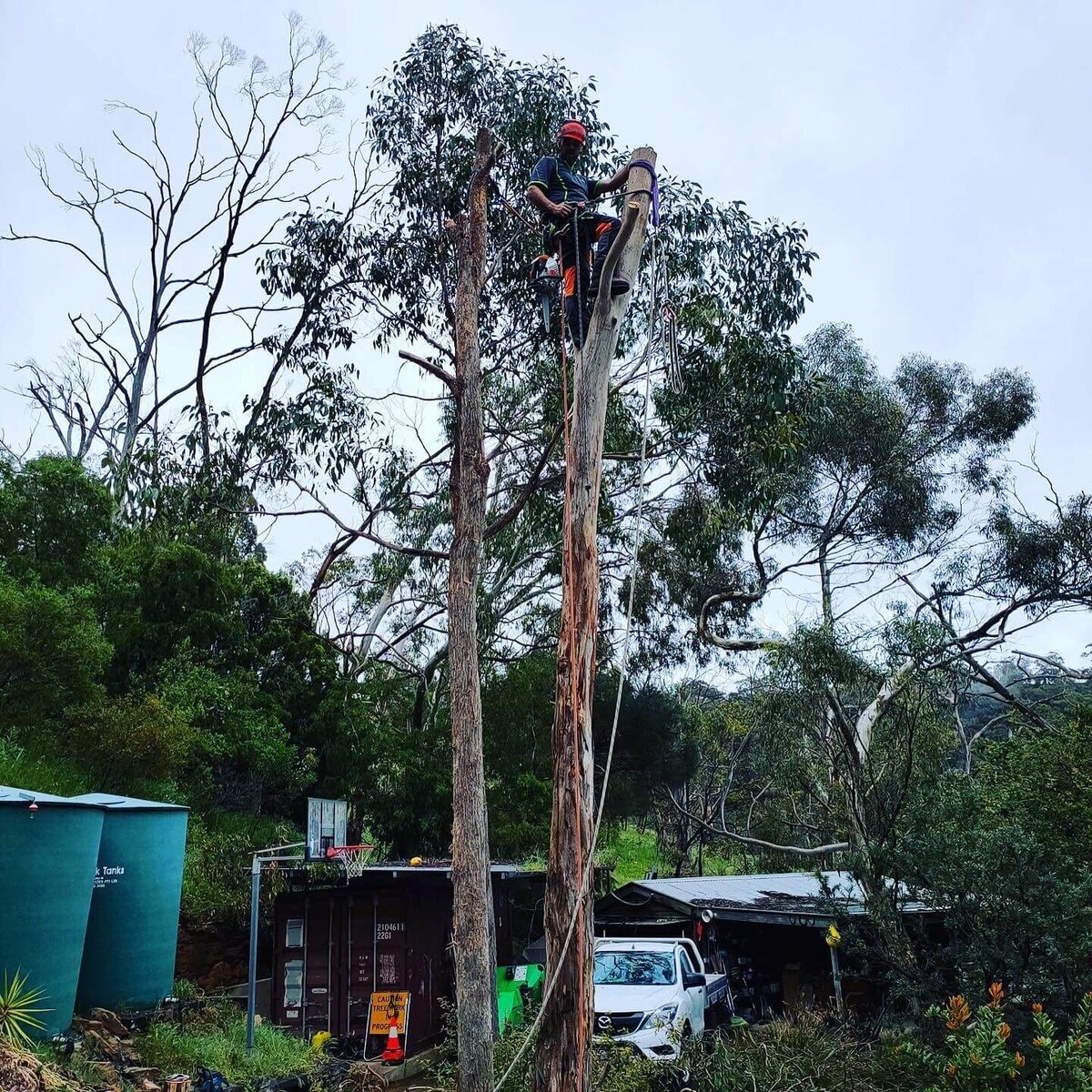 Tree services work