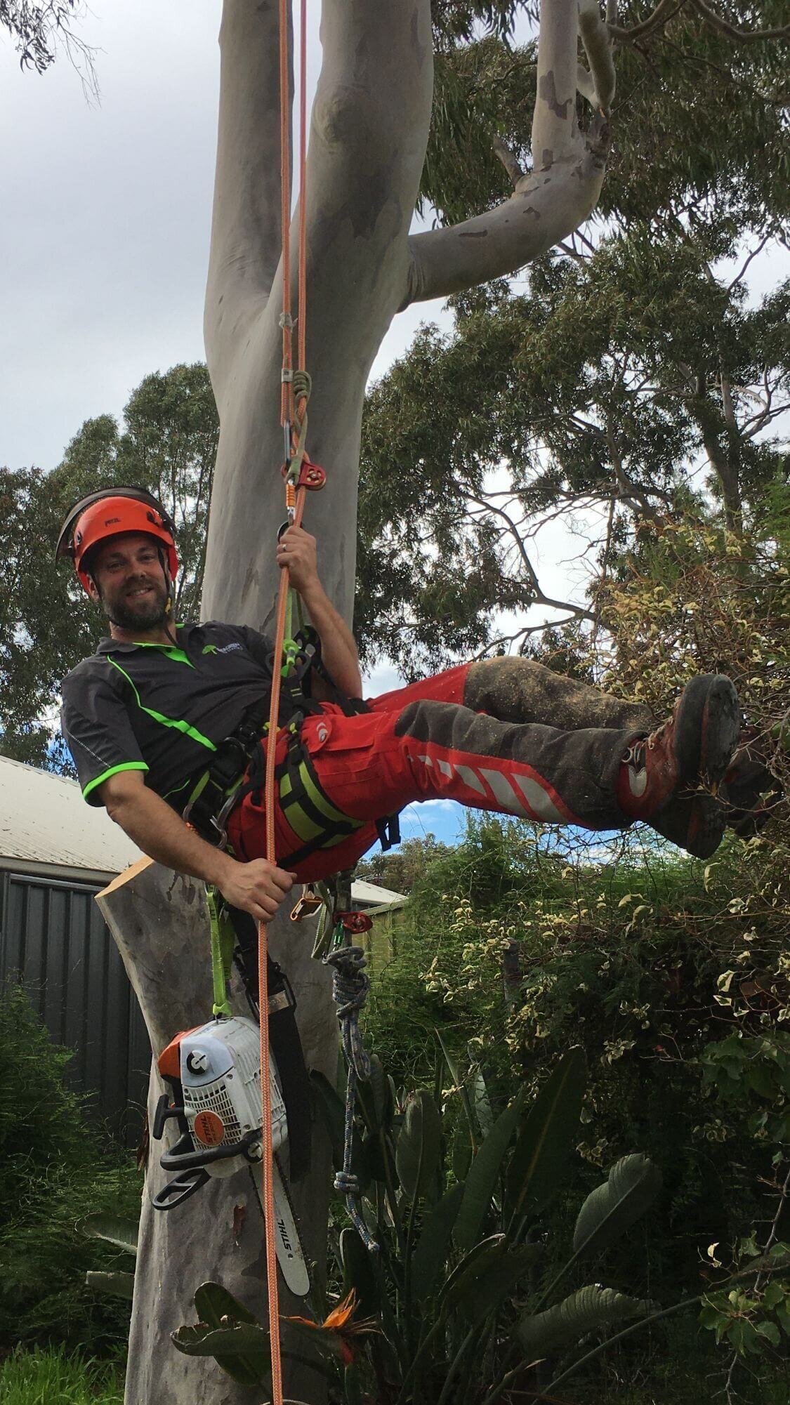 Professional arborist at work