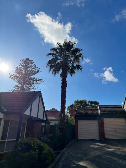 Fan palm trimming