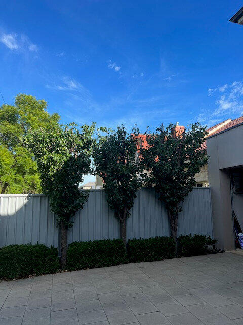 Height reduction - ornamental pears