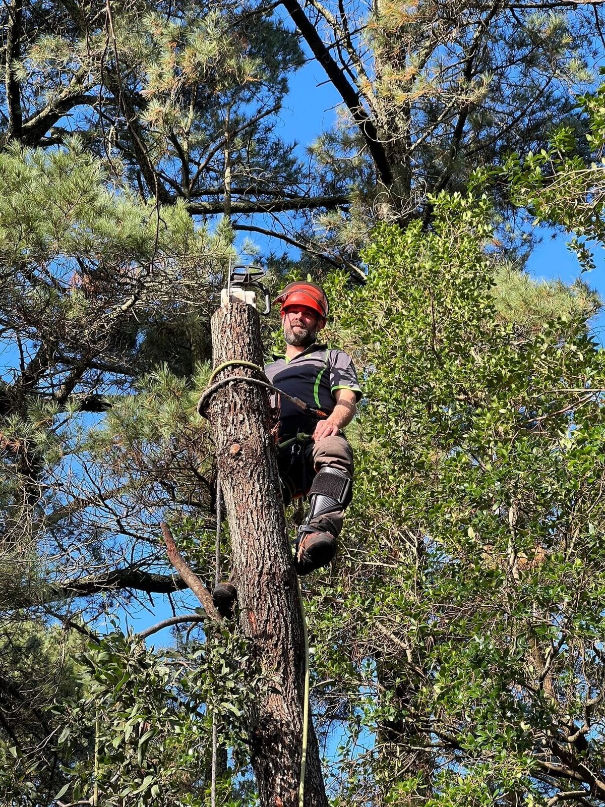 Professional tree services in Adelaide