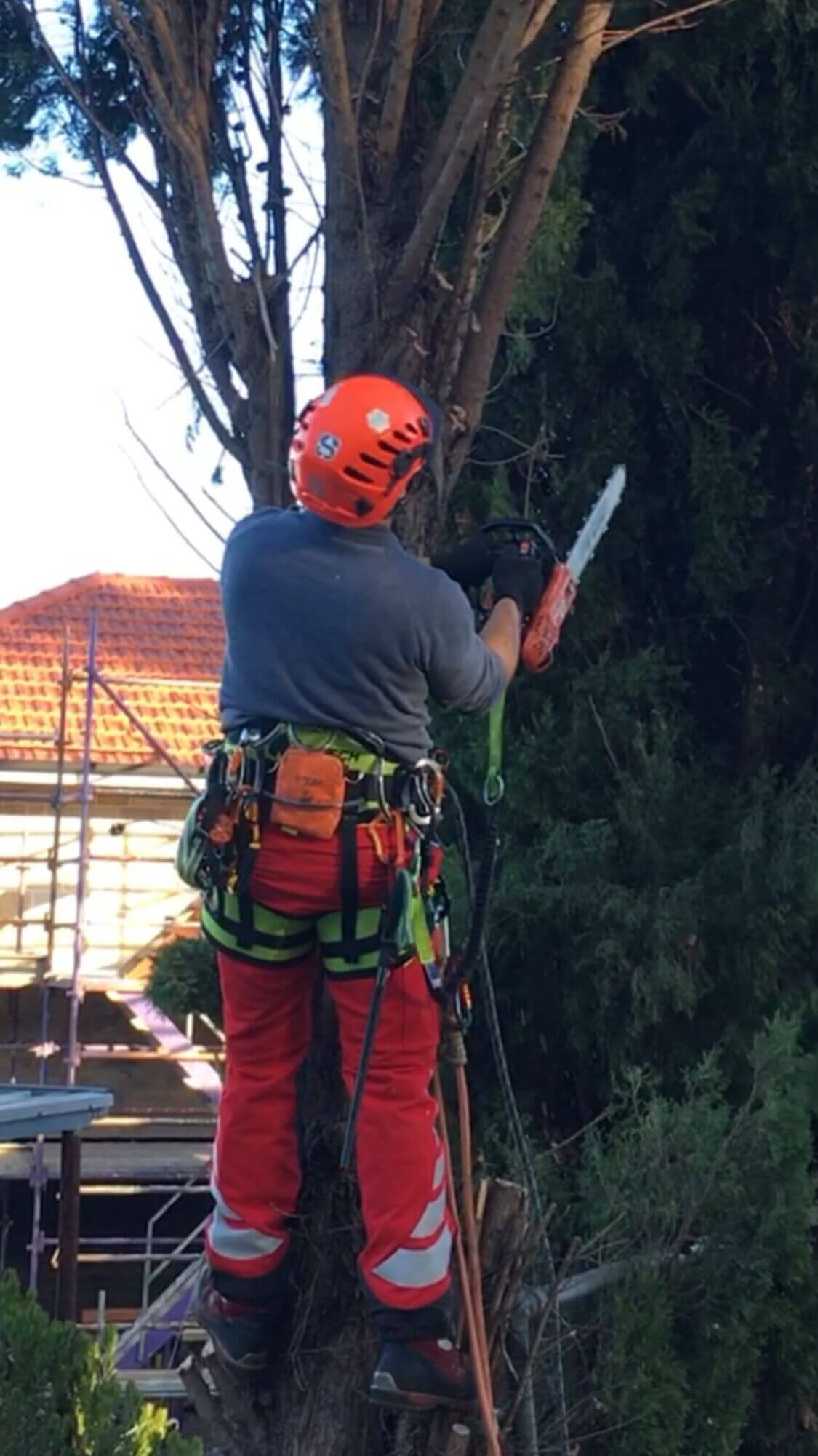 Terry - Owner of Evergreen Tree Services