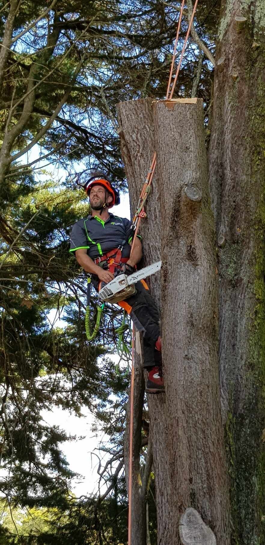 Tree removal