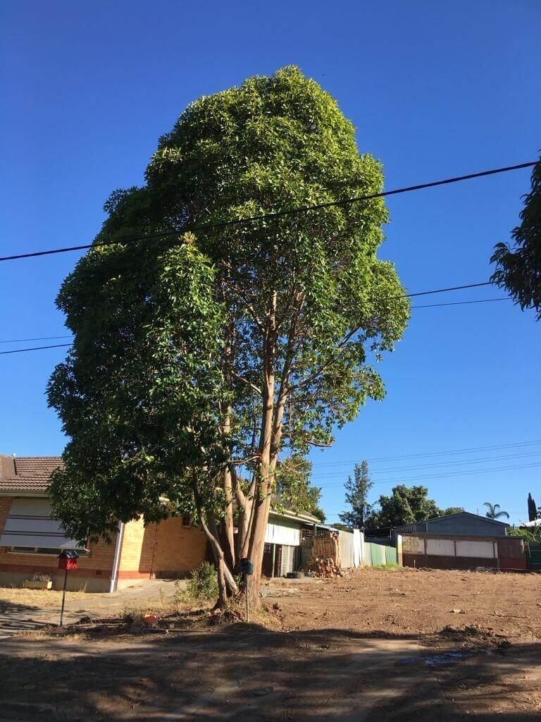 Large tree removal