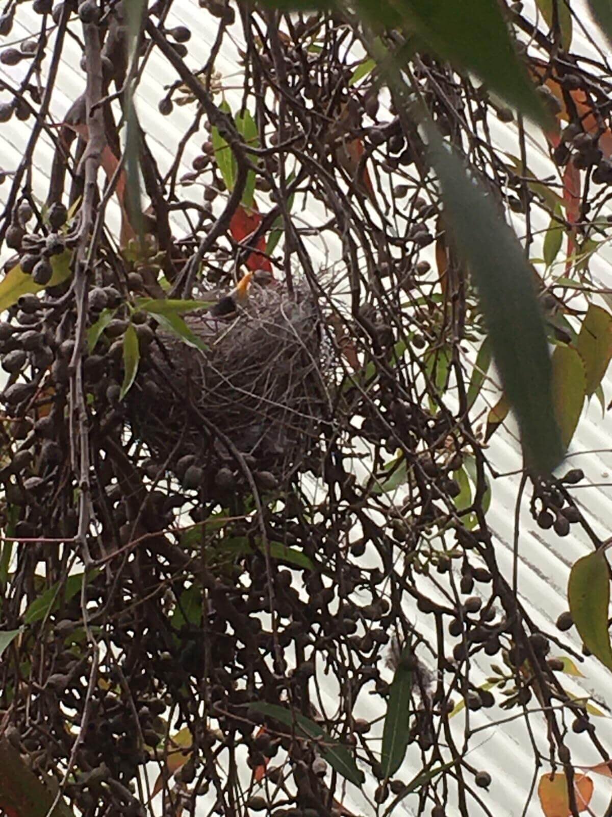 Wildlife preservation during tree work