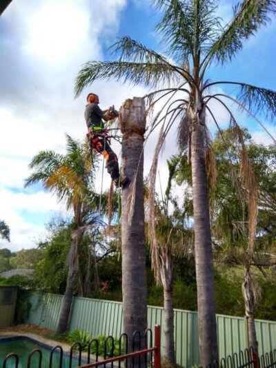 Palm Tree Trimming