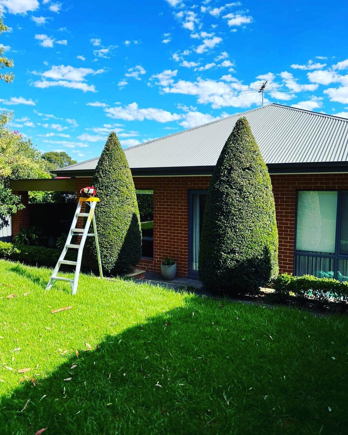 Tree Pruning & Removal